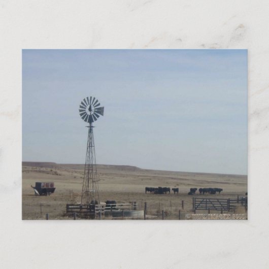 Rundvee, windmolen en ghost briefkaart (Voorkant)