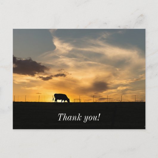 Rundvee Zonsondergang Silhouet Briefkaart (Voorkant)