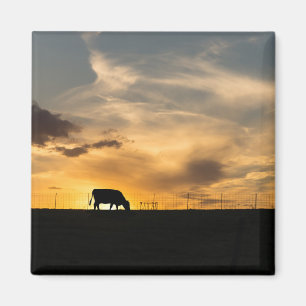 Rundvee Zonsondergang Silhouet Magneet