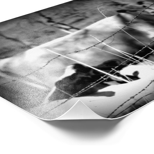 Rundvee, zwart en wit foto afdruk (Hoek)