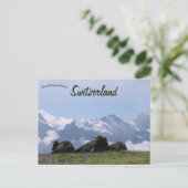 Rundvee Zwitserse Alpen Zwitserland Briefkaart (Staand voorkant)