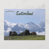 Rundvee Zwitserse Alpen Zwitserland Briefkaart (Voorkant)