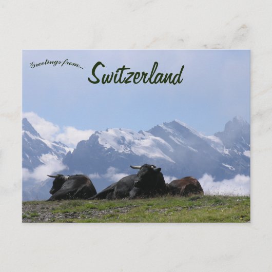 Rundvee Zwitserse Alpen Zwitserland Briefkaart (Voorkant)
