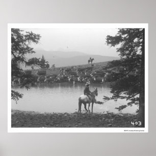 Rundveer met een vijver met twee cowboys. poster