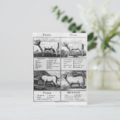 Rundvlees, Kalfsvlees, Varkensvlees, en Briefkaart (Staand voorkant)