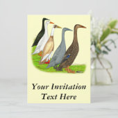 Runner Duck Assortation Kaart (Staand voorkant)