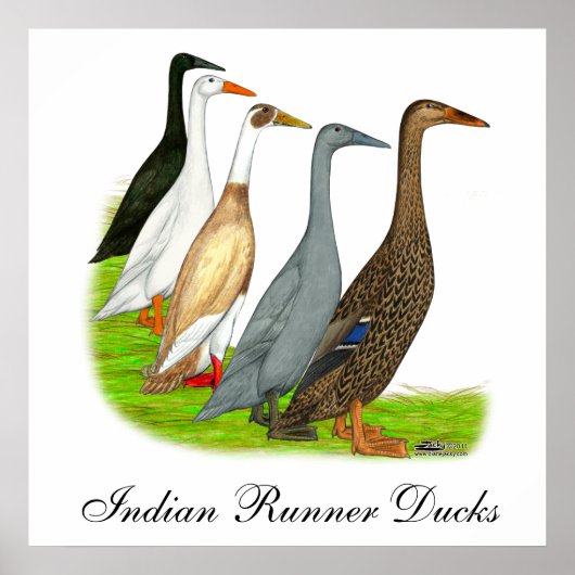 Runner Duck Assortation Poster (Voorkant)