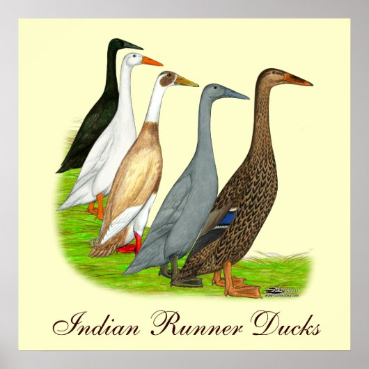 Runner Duck Assortation Poster (Voorkant)