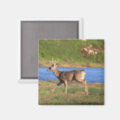 Running Buck Magnet (Voorkant / Achterkant)