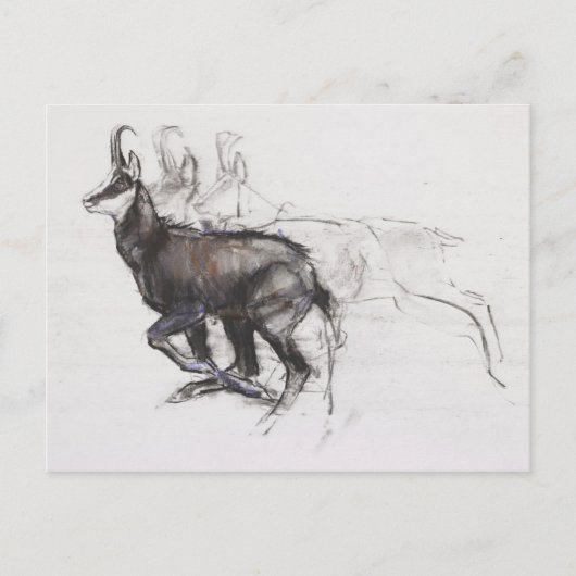 Running Chamois Briefkaart (Voorkant)