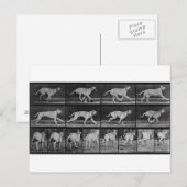 Running Dog, bord 707 uit 'Animal Locomotion', 1 Briefkaart (Voorkant / Achterkant)