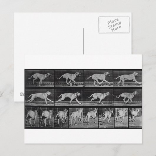 Running Dog, bord 707 uit 'Animal Locomotion', 1 Briefkaart (Voorkant / Achterkant)