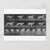 Running Dog, bord 707 uit 'Animal Locomotion', 1 Briefkaart (Voorkant)