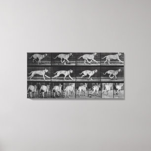 Running Dog, bord 707 uit 'Animal Locomotion', 1 Canvas Afdruk