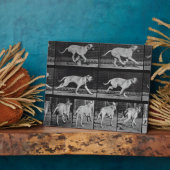 Running Dog, bord 707 uit 'Animal Locomotion', 1 Fotoplaat (Zijkant)