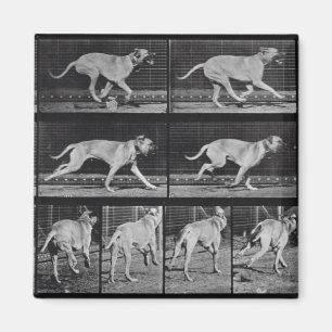 Running Dog, bord 707 uit 'Animal Locomotion', 1 Magneet