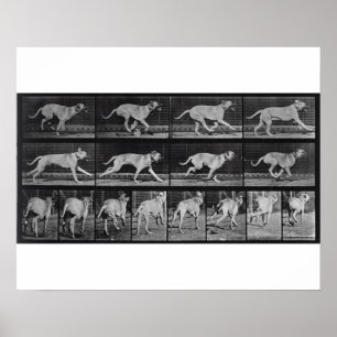 Running Dog, bord 707 uit 'Animal Locomotion', 1 Poster