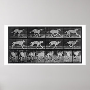 Running Dog, bord 707 uit 'Animal Locomotion', 1 Poster
