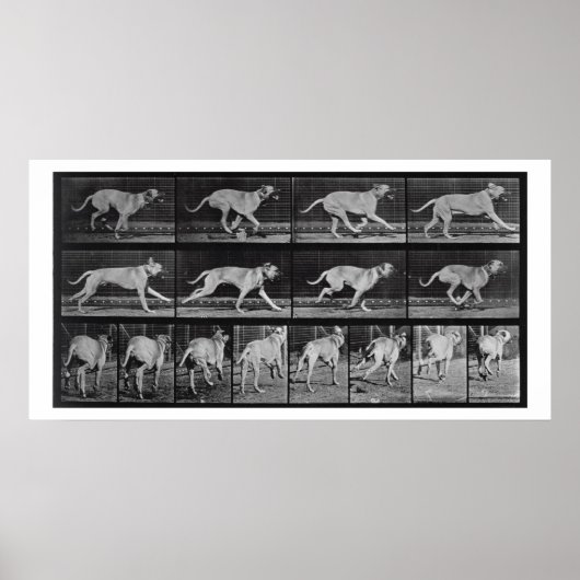 Running Dog, bord 707 uit 'Animal Locomotion', 1 Poster (Voorkant)