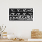 Running Dog, bord 707 uit 'Animal Locomotion', 1 Poster (Keuken)