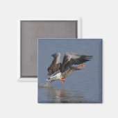 Running Greylag Goose Magneet (Voorkant / Achterkant)