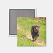 Running happy Dachshund Puppy Magneet (Voorkant / Achterkant)