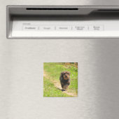 Running happy Dachshund Puppy Magneet (Insitu (Vaatwasser))