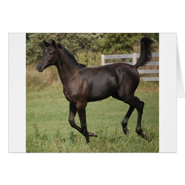 Running-Horse-2 (Voorkant Horizontaal)