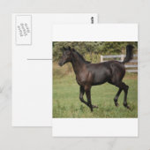 Running-Horse-2 Briefkaart (Voorkant / Achterkant)