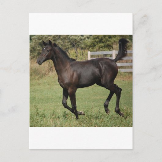 Running-Horse-2 Briefkaart (Voorkant)