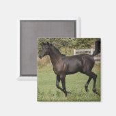 Running-Horse-2 Magneet (Voorkant / Achterkant)
