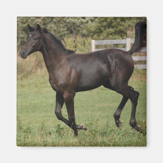 Running-Horse-2 Magneet (Voorkant)