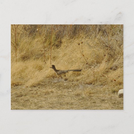 Running Roadrunner-Briefkaart Briefkaart (Voorkant)