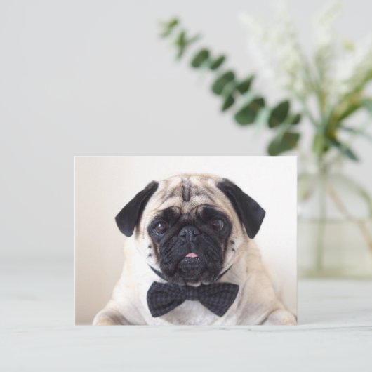 Rupert het Briefkaart Pug (Staand voorkant)