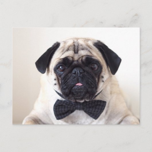 Rupert het Briefkaart Pug (Voorkant)