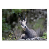 Rupicapra rupicapra (Voorkant Horizontaal)