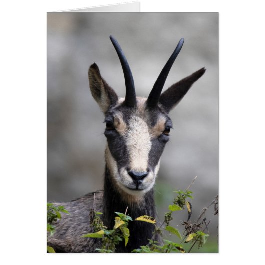 Rupicapra rupicapra (Voorkant)