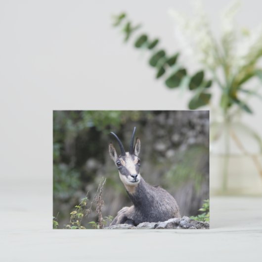 Rupicapra rupicapra briefkaart (Staand voorkant)