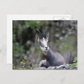 Rupicapra rupicapra briefkaart (Voorkant / Achterkant)