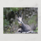 Rupicapra rupicapra briefkaart (Voorkant)