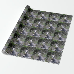 Rupicapra rupicapra cadeaupapier