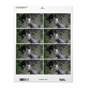Rupicapra rupicapra etiket (Full Sheet)