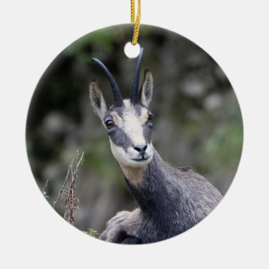 Rupicapra rupicapra keramisch ornament (Voorkant)