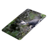 Rupicapra rupicapra magneet (Linkerzijde)