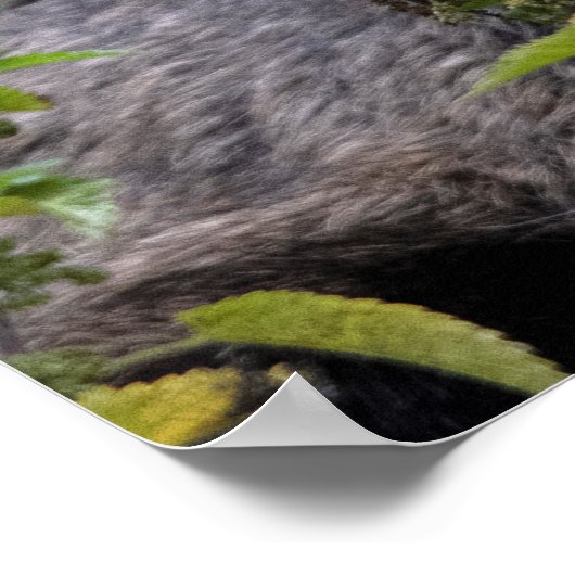 Rupicapra rupicapra poster (Hoek)