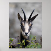 Rupicapra rupicapra poster (Voorkant)