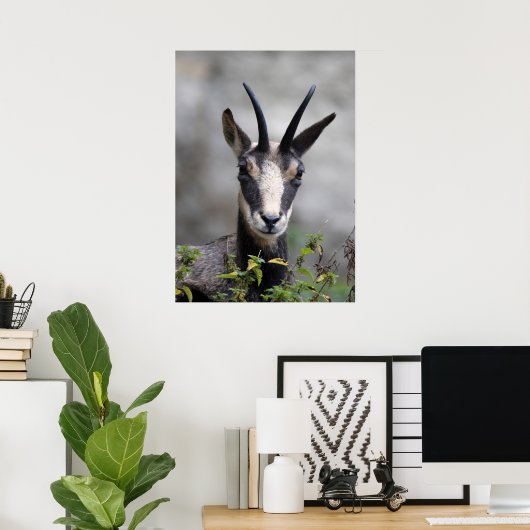 Rupicapra rupicapra poster (Thuiskantoor)