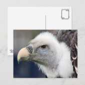 Rüppell's wijnbouw briefkaart (Voorkant / Achterkant)