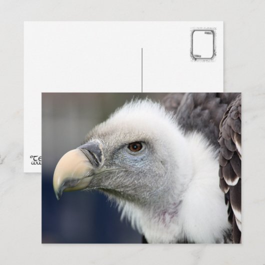 Rüppell's wijnbouw briefkaart (Voorkant / Achterkant)