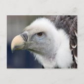 Rüppell's wijnbouw briefkaart (Voorkant)